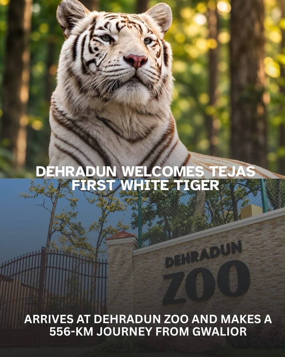 ЁЯРп Dehradun gets a majestic new resident! ЁЯдН
Meet Tejas the first white tiger to arrive at Dehradun Zoo! ЁЯРЕтЬи
After travelling 556 km from Gwalior, Tejas has finally made his way to the Forest City.
A rare arrival thatтАЩs sure to make wildlife lovers excited! ЁЯМ┐ЁЯФе
