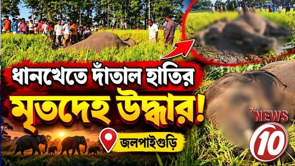 ধানখেতে দাঁতাল হাতির মৃতদেহ উদ্ধার! || জলপাইগুড়ি || #tvnews10 #LocalNews #follower #BJPNEWS #TMCNEWS #congress