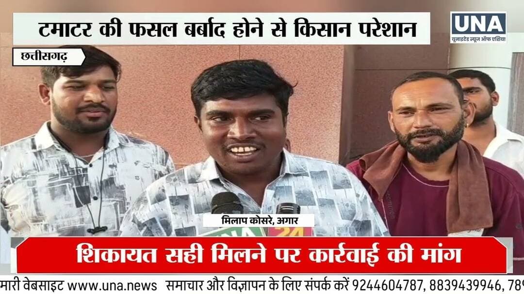 Bemetara News: टमाटर के पौधे सूखने से किसानों को लाखों का नुकसान?