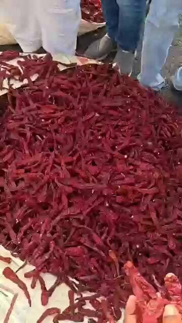 #5531 Bydagi- 28,000/- Medium quility #madhyapradesh #bediya market chili