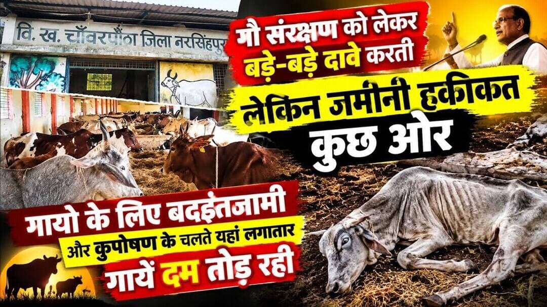संरक्षण को लेकर बड़े-बड़े दावे करती है, लेकिन जमीनी हकीकत कुछ और ही बयां कर रही है। #narsinghpurnews