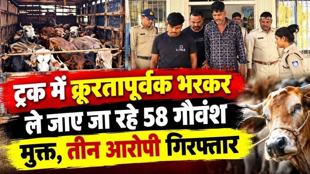 ट्रक में क्रूरतापूर्वक भरकर ले जाए जा रहे 58 गौवंश मुक्त, तीन आरोपी गिरफ्तार #multai @mpnews_live