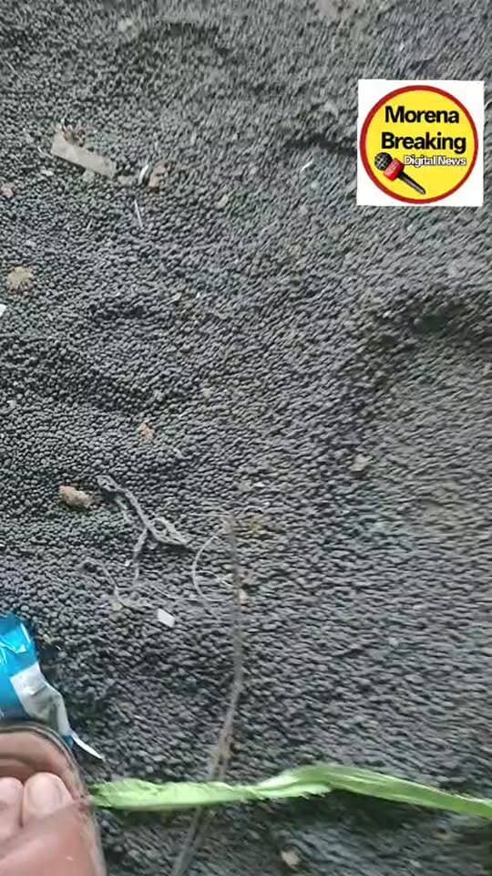 मुरैना में पुलिस ने नकली खाद पर की छापामार कार्यवाही,जेब्रा खेड़ा गांव में खाली प्लॉट के पास बने खंडहर से मिला नकली खाद,पुलिस ने किया का भंडाफोड़: प्रधानमंत्री मोदी की तस्वीर वाले कट्टों में भरी जा रही थी खाद, पुलिस ने मारा छापा, मशीन से की जा रही थी पैकिंग
मुरैना:
स्टेशन रोड थाना पुलिस ने जेवराखेरा गांव में एक खाली प्लॉट में बने खंडहर में छापा मारकर नकली खाद के कट्टे जब्त किए हैं। रुई की मंडी से लाए गए मजदूर इस नकली खाद को असली दिखने वाले ब्रांडेड कट्टों में भर रहे थे।
सूचना मिलने पर खाद्य विभाग की टीम भी मौके पर पहुंची। फिलहाल खाद के असली मालिक का पता नहीं चल पाया है और पुलिस मामले की जांच कर रही है।
वही बताया गया कि दूसरे जिलों से 400 रुपये प्रति कट्टे के हिसाब से आने वाली नकली खाद को मुरैना में 1400 रुपये में बेचा जा रहा था।और भोले-भाले किसानों और व्यापारियों को झांसा देने के लिए नकली खाद को प्रधानमंत्री नरेंद्र मोदी की तस्वीर वाले असली दिखने वाले कट्टों में पैक किया जा रहा था। नकली खाद का यह अवैध कारोबार पूरे जिले में धड़ल्ले से चल रहा है। वही मौके पर जाकर देखा तो सफेद कट्टों में से नकली खाद को निकाल कर हर काटो में मशीन से पैकिंग करके भरा जा रहा था तभी पुलिस ने मुकर की सूचना पर कार्रवाई को अंजाम दिया है वहीं मजदूरों के द्वारा मशीन से पैकिंग की जा रही थी लेकिन मौके पर कोई भी खाद का मालिक नहीं मिला है और फिलहाल पुलिस भी पूरे मामले की जांच में जुटी हुई है मौके पर खाद्य विभाग की टीम भी पहुंच गई थी जहां जांच करने में पता चला के पानी में डालते समय पूरा खाद घुल गया था और आशंका जताई जा रही है कि यह पूरा खाद नकली था ।👇