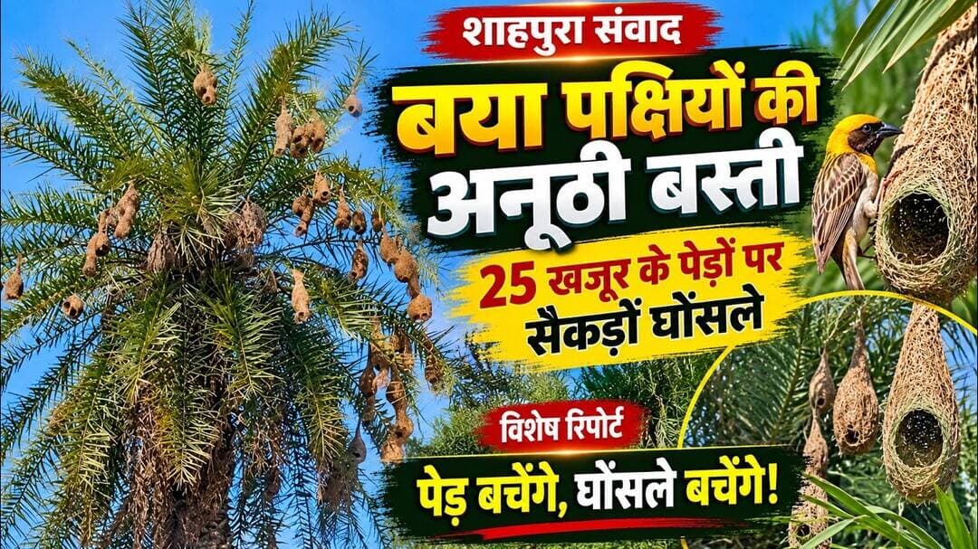 शाहपुरा में प्रकृति का अनूठा संसार! खजूर के पेड़ों पर सैकड़ों घोंसले बुनकर बया ने बसाई बस्ती