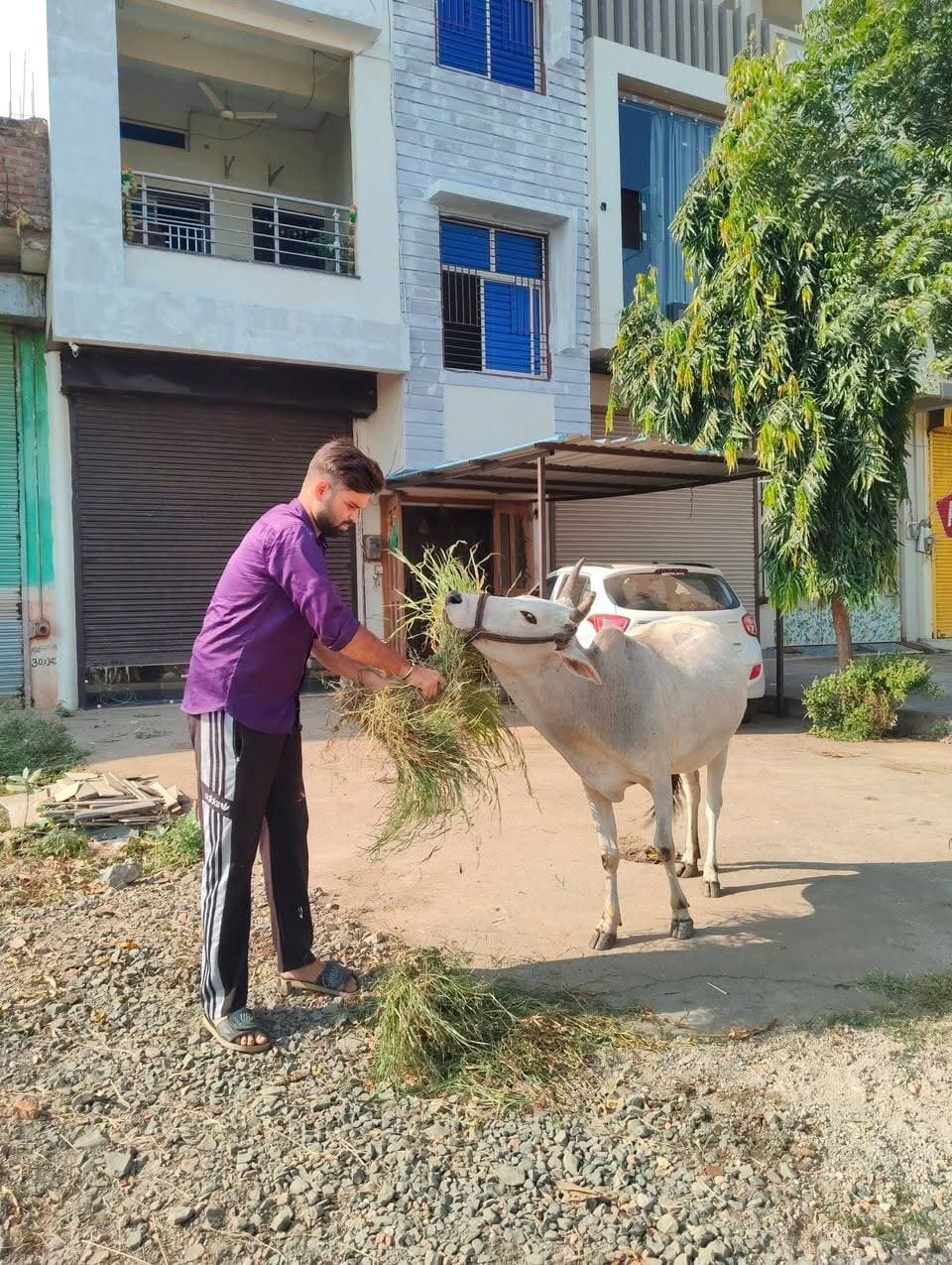 निरंतर गौ सेवा जारी, सेवा का 295 वा दिन..
#gaumata #gauseva #gausevak #helping #ashoknagar