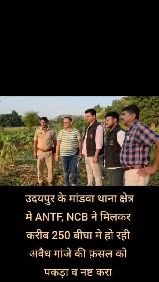 ANTF की बड़ी कार्यवाही 250 बीघा में उगाए गांजे 2 करोड़ रुपए के पौधों को किया नष्ट।
Vikas Kumar IPS Rajasthan Police Barmer Police Balotra Police