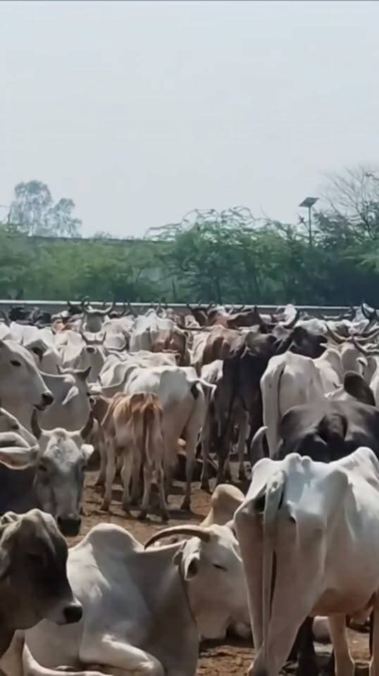*प्रशासनिक लापरवाही: खरसेडा गौशाला में भूख-प्यास से तड़पकर मर रहे गौवंश, सड़े-गले भूसे के सहारे सांसें*
एक तरफ जहां उत्तर प्रदेश की योगी सरकार गौवंश के संरक्षण, संवर्धन और देखरेख के लिए पानी की तरह पैसा बहा रही है, वहीं दूसरी तरफ चित्रकूट जिले में प्रशासनिक अधिकारियों और कार्यदायी संस्थाओं की लापरवाही के चलते सरकार की नीतियां कागजों तक ही सीमित नजर आ रही हैं।
ताजा मामला चित्रकूट जिले के विकास खंड पहाड़ी अंतर्गत ग्राम पंचायत खरसेडा की गौशाला का है, जहां गौवंशों की स्थिति अत्यंत दयनीय बनी हुई है।
*भूख-प्यास और सड़े भूसे के भरोसे गौवंश*
खरसेडा गौशाला में देखरेख के अभाव में गौवंशों की दर्दनाक मौतें हो रही हैं। आरोप है कि गौशाला का संचालन कर रही संस्था द्वारा गौवंशों को खाने के लिए सड़ा-गला और बदबूदार भूसा परोसा जा रहा है। हरा चारा और पौष्टिक आहार तो दूर, बेजुबान पशुओं को पीने के लिए स्वच्छ पानी तक नसीब नहीं हो पा रहा है। भूख और प्यास से ढलते शरीर के कारण रोजाना गौवंश तड़प-तड़पकर दम तोड़ रहे हैं।
*उड़ाई जा रही योगी सरकार की नीतियों की धज्जियां*
मुख्यमंत्री योगी आदित्यनाथ का सख्त निर्देश है कि प्रदेश की किसी भी गौशाला में गौवंश को कोई समस्या नहीं होनी चाहिए और चारे-पानी का समुचित प्रबंध किया जाए। लेकिन खरशेडा गौशाला का संचालन कर रही संस्था बेखौफ होकर सरकारी नियमों व निर्देशों की खुलेआम धज्जियां उड़ा रही है। गौवंश संरक्षण के नाम पर आने वाले बजट का बंदरबांट किए जाने की आशंका जताई जा रही है।
*मूक दर्शक बने जिम्मेदार अधिकारी*
गौशाला में लगातार हो रही मौतों और अव्यवस्थाओं के बावजूद जिले के जिम्मेदार प्रशासनिक अधिकारी और पशुपालन विभाग पूरी तरह आंखें मूंदे बैठा है। स्थानीय ग्रामीणों का कहना है कि शिकायतों के बाद भी कोई अधिकारी मौके पर निरीक्षण करने नहीं पहुंचता, जिससे संचालन संस्था के हौसले बुलंद हैं।
*👉बड़ा सवाल.?*
आखिर कब जागेगा चित्रकूट का जिला प्रशासन? क्या भूख-प्यास से तड़पते बेजुबान गौवंशों की मौत पर लगाम लगेगी या जिम्मेदार अधिकारी इसी तरह मूकदर्शक बने रहेंगे?