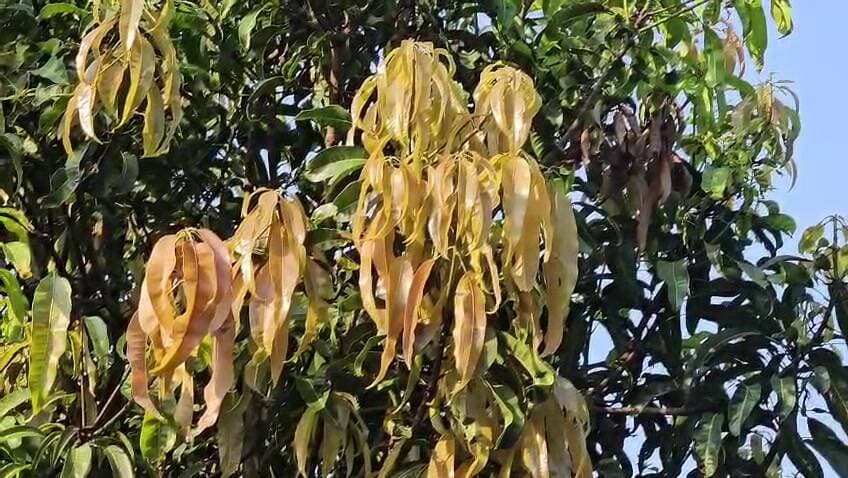 वेंगुर्ला: सिंधुदुर्गमध्ये दुष्काळ जाहीर, हापूस आंबा, काजू शेती गंभीर संकटात