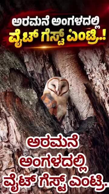 ಅರಮನೆ ಅಂಗಳದಲ್ಲಿ ವೈಟ್ ಗೆಸ್ಟ್ ಎಂಟ್ರಿ...