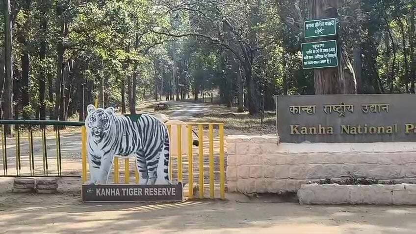 बिछिया: मंडला के ग्राम अरौली में बाघ के हमले में महिला गंभीर रूप से घायल