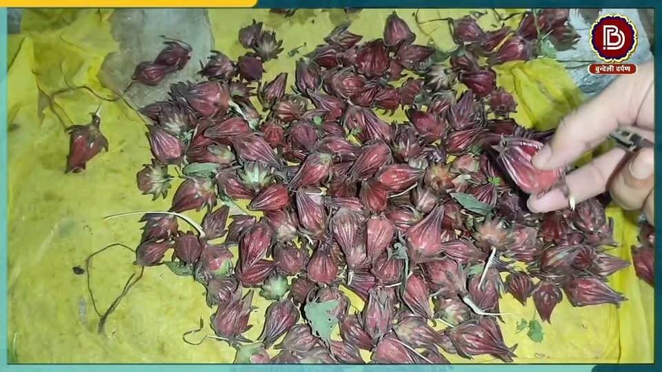 ठंड आते ही बाजार में आ जाता है ये फल, कभी आपने भी चखा क्या " खट्टू " का स्वाद
चलते - चलते......