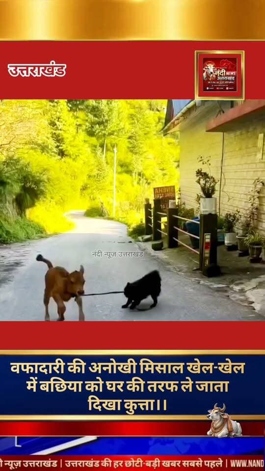 वफादारी की मिसाल: सोशल मीडिया पर दिल जीत रहा है घर के पालतू कुत्ते और बछिया का यह खूबसूरत वीडियो।
सोशल मीडिया पर इन दिनों एक बेहद दिल छू लेने वाला वीडियो तेजी से वायरल हो रहा है, जो बेजुबान जानवरों के बीच के अनोखे प्यार और समझदारी को दर्शाता है। वायरल हो रहे इस वीडियो में देखा जा सकता है कि कैसे एक घर का वफादार कुत्ता, अपनी समझदारी का परिचय देते हुए, छोटी गाय (बछिया) की रस्सी को अपने मुंह से थाम लेता है। वह बड़ी ही सावधानी और प्यार से बछिया को वापस अपने घर की तरफ ले जाता हुआ दिखाई दे रहा है।