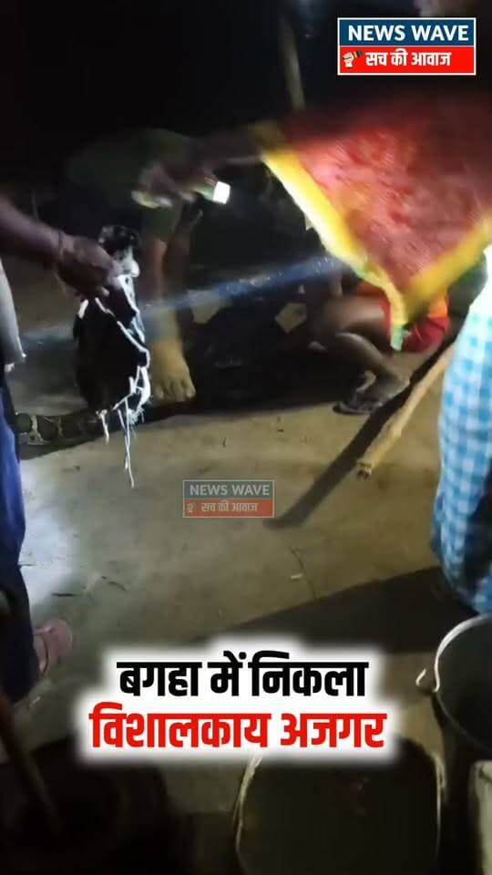 बगहा के शिवनाहां गांव में निकला विशाल अजगर, वनकर्मियों ने रेस्क्यू कर जंगल में छोड़ा