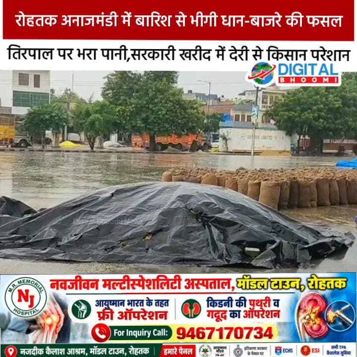 रोहतक अनाजमंडी में बारिश से भीगी धान-बाजरे की फसल: तिरपाल पर भरा पानी, सड़क पर गिरी बोरियां; सरकारी खरीद में देरी से किसान परेशान