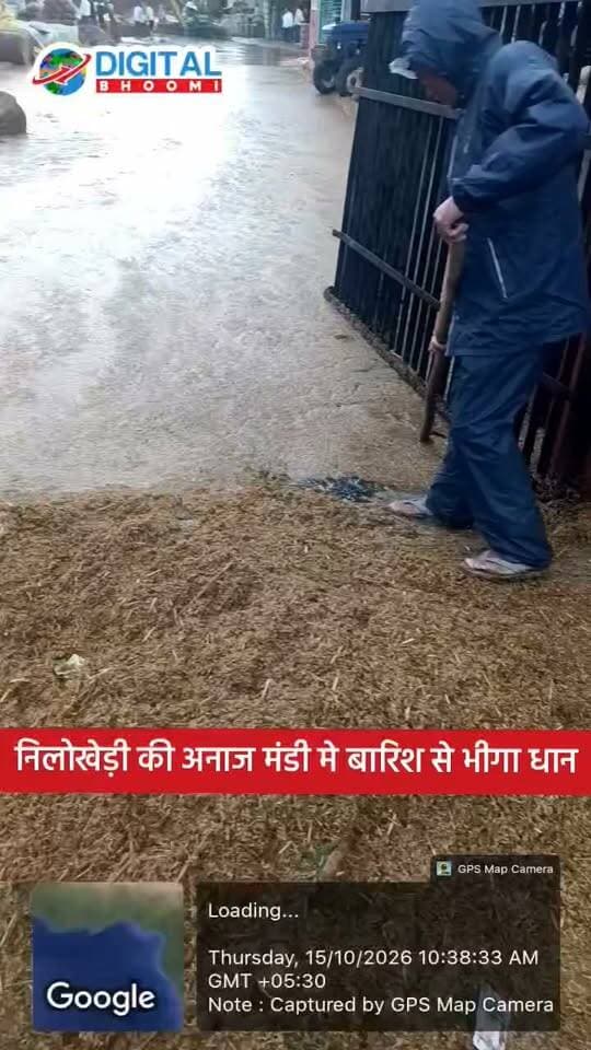 निलोखेड़ी की अनाज मंडी मे बारिश से भीगा धान