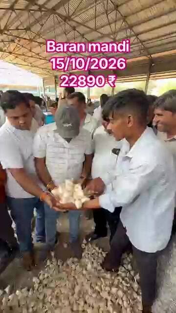15/10/2026 Baran mandi #mandibhav #nkrk #today #गार्लिक #लहसुन