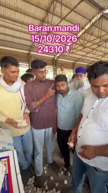 15/10/2026 Baran mandi #mandibhav #nkrk #today #गार्लिक #लहसुन