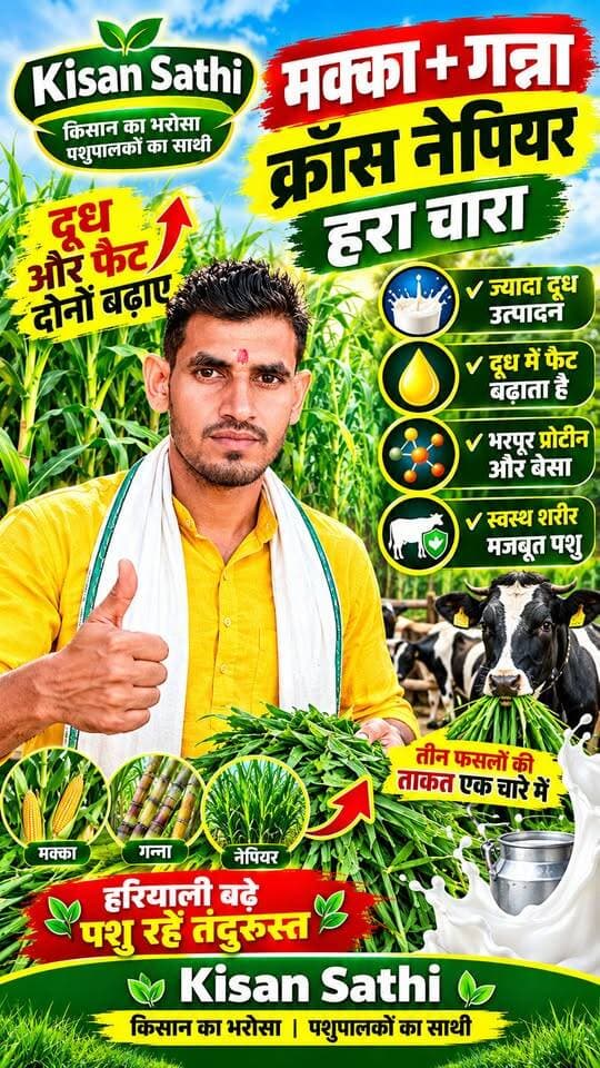 मक्का + गन्ना क्रॉस नेपियर 🌱 पशुओं के लिए शानदार हरा चारा | Kisan Sathi 🐄#KisanSathi #NapierGrass #SuperNapier #मक्का #गन्ना #पशुपालन Rahul Siwach