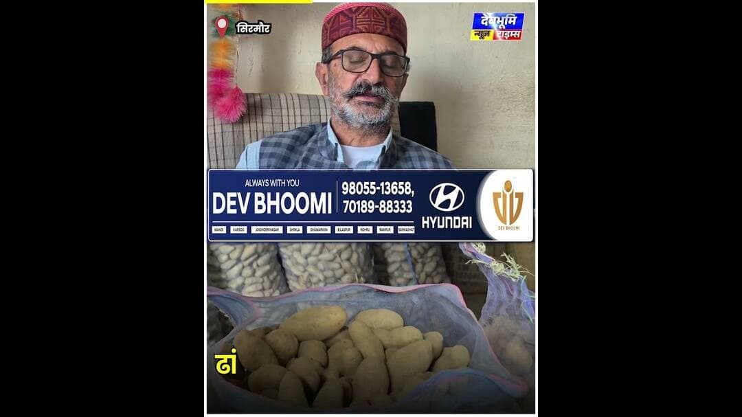 सिरमौर: ढांखरी आलू का स्वाद ऐसा कि उंगलियां चाटते रह जाएंगे, 60 रुपये किलो तक पहुंचा भाव