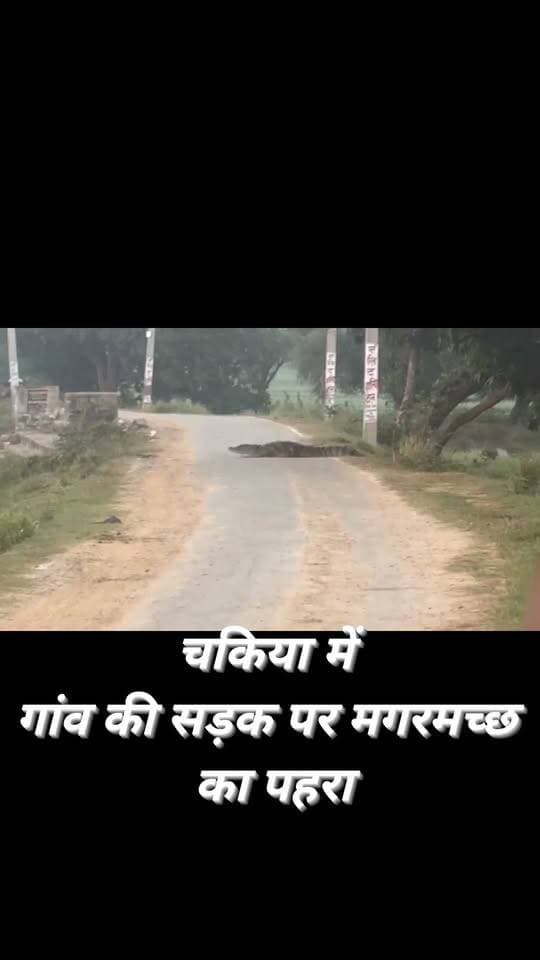 चकिया तहसील स्थित फिरोजपुर गांव में सड़क पर करीब 8 फीट लंबा मगरमच्छ विचरण करता दिखाई दिया। ग्रामीणों ने वीडियो बनाकर सोशल मीडिया पर वायरल कर दिया। बताया जा रहा है कि मगरमच्छ पिछले दो वर्षों से गांव के पोखरे और आसपास के इलाके में देखा जा रहा है। वन विभाग की कई कोशिशों के बावजूद उसे पकड़ा नहीं जा सका। सड़क पर मगरमच्छ दिखने से ग्रामीणों में दहशत और सुरक्षा को लेकर चिंता बढ़ गई है।
#animals #forest #discovery #reelsvideo #explore #viralreelschallenge #viralreels #trendingreels #trend #nonfollowers
Man vs. Wild Animal Planet Live Varanasi Banaras Kashi Chandauli Samachar कैलाश आचार्य Chhotelal Singh Kharwar Varanasi 360 Manoj Singh Kaka Facebook for Creators Aaj Tak Narendra Modi Chandauli Times