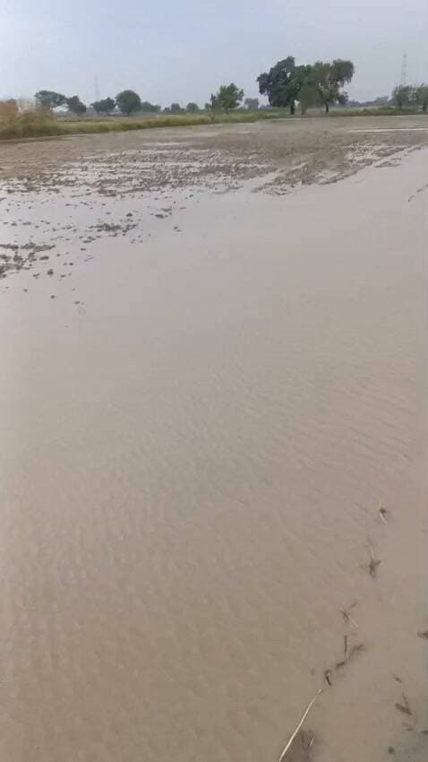 कुम्हेर हुई जमकर बरसात,,,, सरसों की हाल ही बोई हुई फसल को हुआ नुकसान