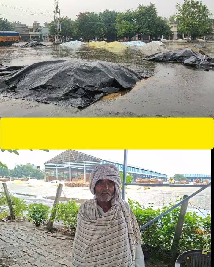 रोहतक में किसानों की फसल पानी-पानी,बारिश से मंडियों में भीगा धान #rohtakmdu #kisan