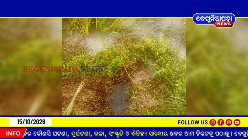 ହଂସତୁଳିରେ ବଣୁଆ ହାତୀଙ୍କ ଉପଦ୍ରବ..ଏକର ଏକର ଧାନ ଫସଲ ନଷ୍ଟ... ମୁଣ୍ଡରେ ହାତ ଦେଲେ ଚାଷୀ, ଆତଙ୍କରେ ଗ୍ରାମବାସୀ |
