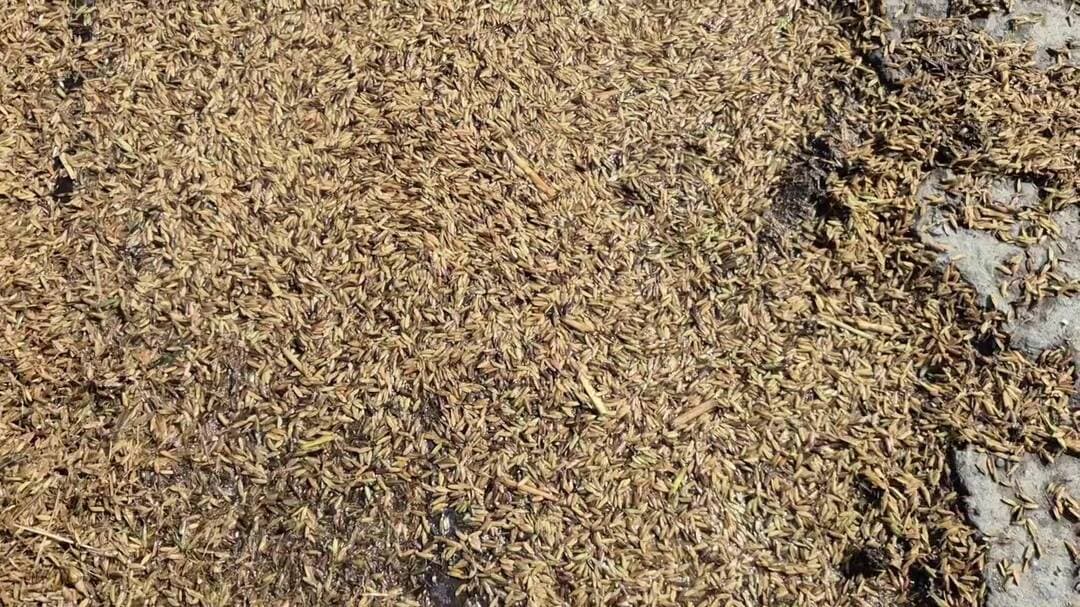 अम्बाला: अंबाला में बारिश से धान की फसल भीगी, किसानों की मंडी में फसल रखने को जगह नहीं