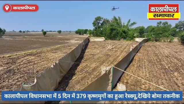 कालापीपल विधानसभा में 5 दिन में 379 कृष्णमृगों का हुआ रेस्क्यू,देखिये बोमा तकनीक।