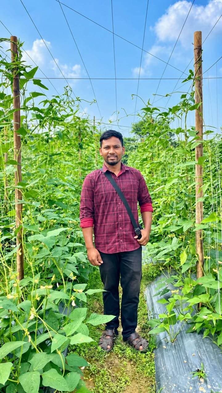 Ankur XXL বরবটি অসাধারণ ফলন দিয়েছে …