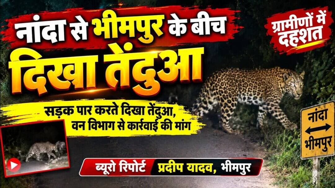 #bhimpur नांदा से भीमपुर के बीच दिखा तेंदुआ, ग्रामीणों में दहशत। ब्यूरो रिपोर्ट प्रदीप यादव, भीमपुर।