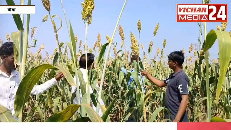 सोयाबीन-उड़द छोड़ ज्वार पर दांव, अब कटाई के बाद खुलेगा कमाई का राज #bina #binanews #binavidhansabha #khurai #khuraimadhyapradesh #khurainews #KhuraiNews #kisan #khetibadi🌱🌾 #khetibadi #jwarfasal