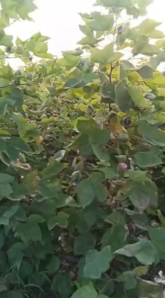 TCBT से लगाई गई कपास की फसल
आसपास के केमिकल कपास की फसल से ज्यादा अच्छी है
खंडवा पुनासा के एक किसान का अनुभव