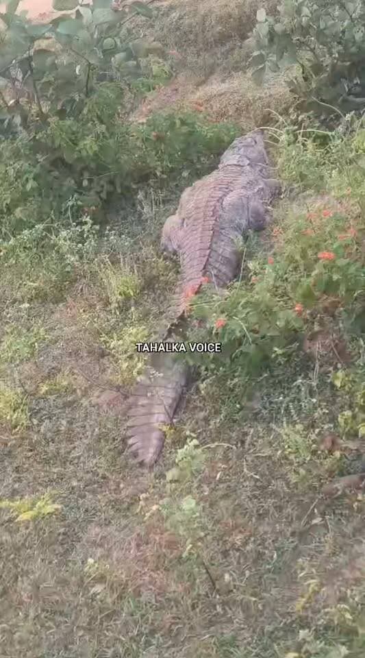 छिंदा तालाब से रिहायशी इलाके में पहुंचा विशालकाय मगरमच्छ, 10 दिन से दहशत में ग्रामीण
वन विभाग की टीम अब तक नहीं पकड़ सकी मगरमच्छ, हरदुआ खुर्द के पास देखने उमड़ी लोगों की भीड़
दमोह। जबेरा जनपद पंचायत की ग्राम पंचायत मुड़ेरी के ग्राम पुरैनहाऊ के समीप स्थित छिंदा तालाब में पिछले करीब 10 दिनों से एक विशालकाय मगरमच्छ डेरा जमाए हुए है। मगरमच्छ के रात के समय रिहायशी इलाकों में पहुंचने से ग्रामीणों में दहशत का माहौल बना हुआ है। ग्रामीणों द्वारा इसकी सूचना वन विभाग को दिए जाने के बावजूद अब तक मगरमच्छ को पकड़ने में सफलता नहीं मिल सकी है।
शुक्रवार सुबह मगरमच्छ हरदुआ खुर्द के पास रिहायशी इलाके में पहुंच गया। विशालकाय मगरमच्छ को देखकर आसपास के क्षेत्र में हड़कंप मच गया। उसे देखने के लिए मौके पर बड़ी संख्या में ग्रामीणों की भीड़ जमा हो गई। रिहायशी क्षेत्र में मगरमच्छ की मौजूदगी से लोगों की सुरक्षा को लेकर चिंता बढ़ गई है।
ग्रामीणों का कहना है कि मगरमच्छ पिछले कई दिनों से क्षेत्र में दिखाई दे रहा है और रात के समय आबादी वाले इलाकों तक पहुंच जाता है। इसकी जानकारी वन विभाग को पहले ही दी जा चुकी है, लेकिन शुक्रवार सुबह तक वन विभाग की टीम मौके पर नहीं पहुंची थी। ग्रामीणों ने मगरमच्छ को जल्द पकड़कर सुरक्षित स्थान पर पहुंचाने की मांग की है, ताकि किसी अप्रिय घटना की आशंका को टाला जा सके।
शब्द विन्यास: छिंदा तालाब, विशालकाय मगरमच्छ, वन विभाग, हरदुआ खुर्द, रिहायशी इलाका, ग्रामीणों में दहशत, सुरक्षा की चिंता।