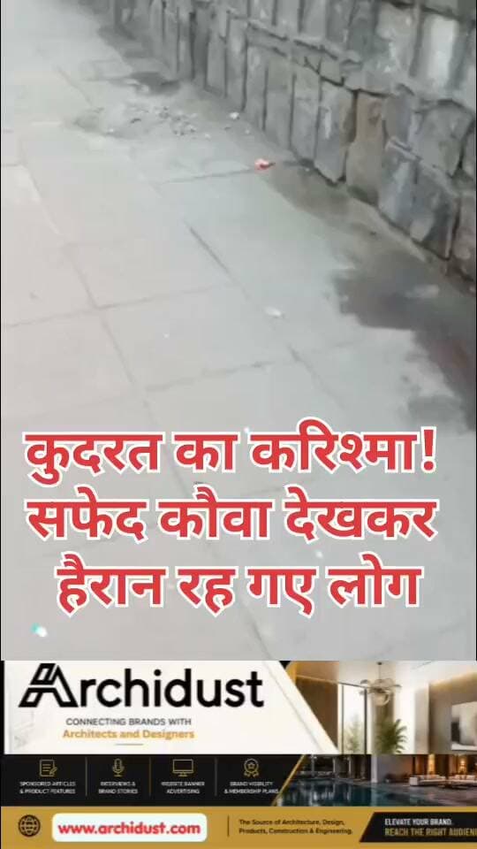 🚨 कुदरत का करिश्मा! सफ़ेद कौवा..😍🤍
सोशल मीडिया पर एक सफेद कौवे की तस्वीर/वीडियो तेजी से वायरल हो रही है। आमतौर पर कौवे काले होते हैं, लेकिन यह सफेद रंग का होता है, जिसे देखकर लोग हैरान रह गए।
🔍 असल में क्या है यह?
जानकारी के मुताबिक, सफेद कौवा कोई अलग प्रजाति नहीं है। यह मेलानिन की कमी (ल्यूसिज्म) या दुर्लभ अल्बिनिज्म के कारण सफेद दिखाई दे सकता है।
मेलानिन वह पिगमेंट है, जो त्वचा, बाल और पंखों को रंग देता है। जब शरीर में इसका उत्पादन कम हो जाता है या बंद हो जाता है, तो जानवर सफेद या हल्के रंग के दिखने लगते हैं।
📌 ल्यूसिज्म और अल्बिनिज्म में फर्क:
• ल्यूसिज्म में पूरा रंग नहीं जाता, आंखें सामान्य रह सकती हैं
• अल्बिनिज्म में आंखें भी प्रभावित हो सकती हैं
• यह स्थिति जानवरों में दुर्लभ होती है
• इसलिए सफेद कौवा देखना किसी करिश्मे से कम नहीं
प्रकृति का यह अनोखा रूप वाकई हैरान कर देने वाला है! 😱😲
पूरी जानकारी/वीडियो देखें: https://www.bharatnamanews.com
#WhiteCrow #Leucism #Albinism #NatureWonder #RareSpecies #ViralVideo #सफेद_कौवा #कुदरत_का_करिश्मा #प्रकृति #ल्यूसिज्म #अल्बिनिज्म #BharatNamaNews #Trending #HindiNews #India #Wildlife #NatureLovers #AmazingNature #WatchNow #Shocking #RareSighting