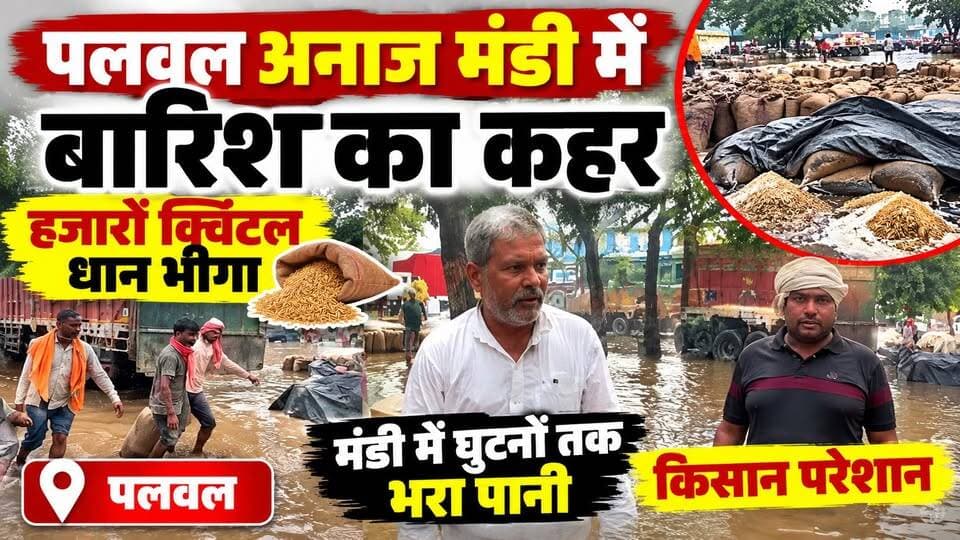 🚨 पलवल अनाज मंडी में बारिश का कहर! हजारों क्विंटल धान भीगा, घुटनों तक भरा पानी | Palwal News
