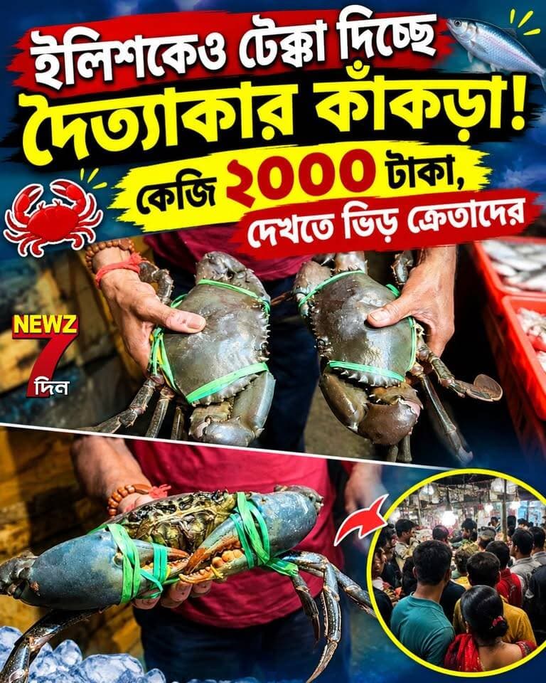 ইলিশকেও টেক্কা দিচ্ছে দৈত্যাকার কাঁকড়া! কেজি ২০০০ টাকা, মধ্যমগ্রামের বাজারে দেখতে ভিড় ক্রেতাদের, দেখুন একবার
