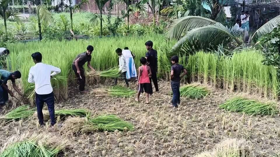 দক্ষিণ টেঙাগুৰিত উচ্ছেদিত ভূমিত ঘাঁহ কাটি নিবলৈ ৰাইজৰ হেতা-ওপৰা।