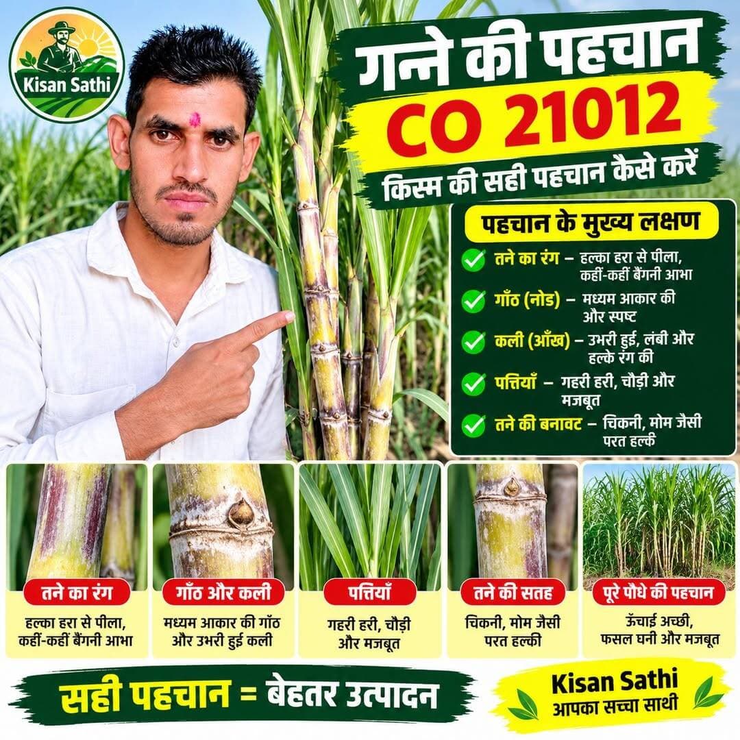 CO 21012 गन्ने की पहचान कैसे करें? | नई गन्ना वैरायटी की पूरी जानकारी | Kisan Sathi
<nis:link nis:type=tag nis:id=co21012 nis:value=CO21012 nis:enabled=true nis:link/> <nis:link nis:type=tag nis:id=ganna nis:value=Ganna nis:enabled=true nis:link/> <nis:link nis:type=tag nis:id=gannakikheti nis:value=GannaKiKheti nis:enabled=true nis:link/> <nis:link nis:type=tag nis:id=sugarcanefarming nis:value=SugarcaneFarming nis:enabled=true nis:link/> <nis:link nis:type=tag nis:id=gannakisan nis:value=GannaKisan nis:enabled=true nis:link/>