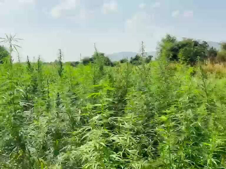 पिंडवाड़ा: सिरोही में मक्का और सौंफ की फसल के बीच 2950 किलो गांजे की खेत से जब्ती, 4 गिरफ्तार