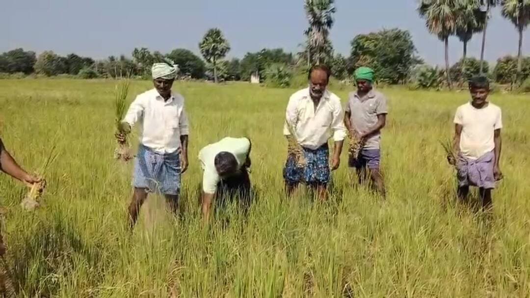 వెంకటాపురం: సాగునీరు అందక ఎండుతున్న వరి పంటలు, ఆవేదనలో రైతులు