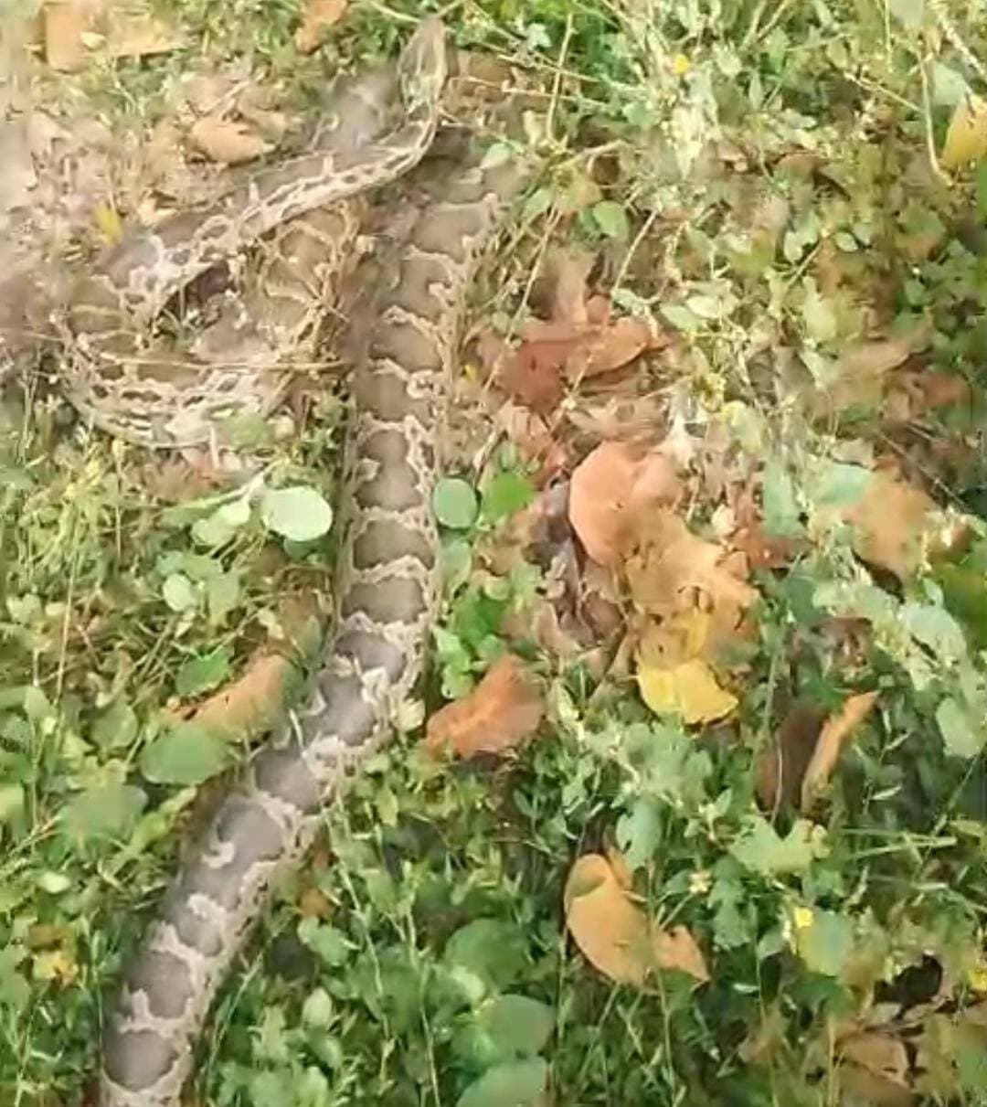 #Balrampur ! सरयू नहर के जाल में फंसा 6 फीट लंबा अजगर: ग्रामीणों के छूटे पसीने, प्रधान की सूझबूझ से बची जान
#बलरामपुर: विकास खंड रेहरा बाजार के नथईपुर कुंवर (नीसक पुरवा) स्थित इटवा रजवाहा खंड-दो में शुक्रवार सुबह मछली पकड़ने के जाल में छह फीट लंबा अजगर फंस गया। जाल खींचते वक्त विशाल अजगर देख ग्रामीणों के होश उड़ गए और अफरा-तफरी मच गई।
शोर सुनकर जुटी भीड़ के बीच ग्राम प्रधान आज्ञाराम वर्मा ने सूझबूझ दिखाते हुए ग्रामीणों की मदद से अजगर को सावधानीपूर्वक जाल से बाहर निकाला। सूचना मिलते ही सक्रिय हुई वन विभाग की टीम ने मौके पर पहुंचकर अजगर का सुरक्षित रेस्क्यू किया और उसे पास के जंगल में सकुशल छुड़वा दिया। इस सनसनीखेज घटना से इलाके में जहां एक ओर दहशत का माहौल है, वहीं दूसरी ओर भारी कौतूहल भी बना हुआ है।
#balrampur #rehrabazar #sadullahnagar