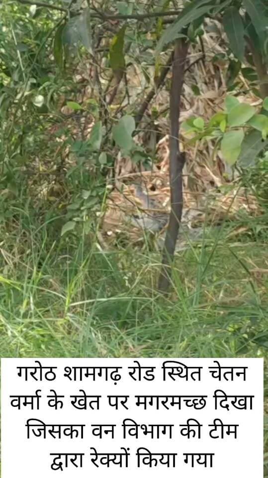 गरोठ शामगढ़ रोड स्थित चेतन वर्मा के खेत पर मगरमच्छ दिखा जिसका वन विभाग की टीम द्वारा रेस्क्यू किया गया