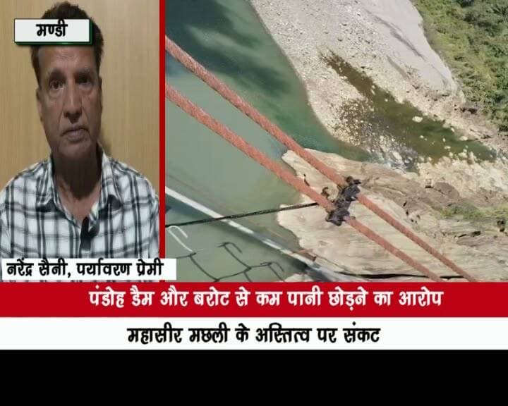 पंडोह डैम और बरोट से कम पानी छोड़ने का आरोप
महासीर मछली के अस्तित्व पर संकट