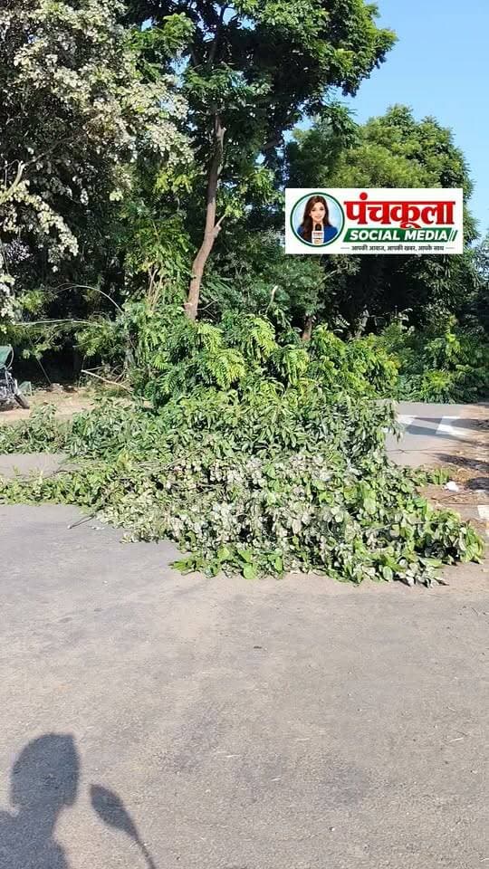 पंचकूला के पॉलिटेक्निक कॉलेज के सामने सेक्टर 26-27 के रोड पर पेड़ों की कटाई- छंटाई के चलते रोड बंद
राहगीर रोंग साईड पर ड्राइव करने को मजबूर, हादसे का खतरा
पंचकूला की हर बड़ी खबर के लिए Follow करें।
#panchkulanews #panchkula #panchkulasocialmedia