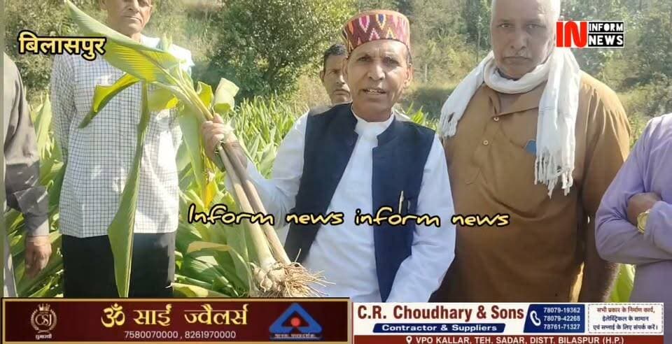बिलासपुर में किसान ने पहली बार शुरू की काली हल्दी की खेती, सरकार से खरीद की मांग
सोशल मीडिया से मिली जानकारी, बैजनाथ से लाए 50 किलो बीज; अन्य किसानों को साथ लेकर बड़े स्तर पर खेती की तैयारी.