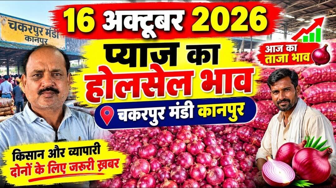 16 October 2026 कानपुर प्याज़ के भावonionreport kanpur #onionmarket kanpur onionmarket price #onion