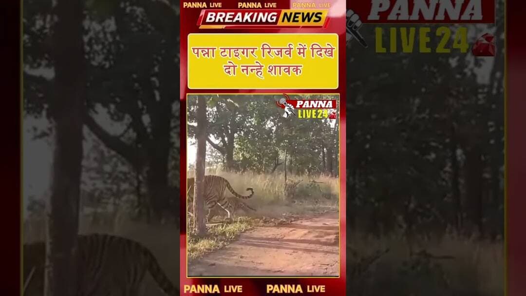 #PannaTigerReserve #Panna #TigerCubs #पन्नाटाइगररिजर्व #नन्हेशावक #बाघ #MadhyaPradesh #PannaLive24