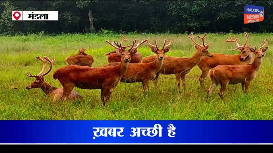 कान्हा में गूंजीं 51 नन्हे बारहसिंगों की किलकारियां, आबादी बढ़कर 1100 के पार
कभी 66 की संख्या तक सिमटी थी हार्ड ग्राउंड बारहसिंगा की आबादी, अब बांधवगढ़ में बसाने की तैयारी
वन्यजीव संरक्षण के क्षेत्र में मध्यप्रदेश के कान्हा टाइगर रिजर्व से उत्साहजनक खबर सामने आई है। कभी विलुप्ति के कगार पर पहुंच चुके हार्ड ग्राउंड बारहसिंगा की आबादी अब बढ़कर करीब 1100 तक पहुंच गई है। इसी बीच कान्हा के घास के मैदानों में 51 नवजात बारहसिंगा छावनों के जन्म से वन विभाग में खुशी का माहौल है। अब इस दुर्लभ वन्यजीव को बांधवगढ़ नेशनल पार्क में भी बसाने की तैयारी की जा रही है।
1970 में सिर्फ 66 रह गए थे बारहसिंगा
कान्हा नेशनल पार्क की पहचान माने जाने वाले हार्ड ग्राउंड बारहसिंगा का अस्तित्व एक समय गंभीर संकट में था। वर्ष 1970 में इनकी संख्या घटकर महज 66 रह गई थी। इसके बाद वन विभाग और वन्यजीव विशेषज्ञों के संरक्षण प्रयासों, वैज्ञानिक प्रबंधन और लगातार निगरानी से इनकी आबादी में वृद्धि हुई। आज इनकी संख्या करीब 1100 बताई जा रही है, जिसे वन्यजीव संरक्षण के महत्वपूर्ण उदाहरण के रूप में देखा जा रहा है।
51 नवजात छावनों की निगरानी में जुटा प्रबंधन
कान्हा के घास के मैदानों में 51 नए बारहसिंगा छावनों का जन्म हुआ है। जन्म के शुरुआती दिनों में छावने बेहद कमजोर होते हैं और खुद की सुरक्षा करने में सक्षम नहीं होते। ऐसे में पार्क प्रबंधन उनकी सुरक्षा और निगरानी पर विशेष ध्यान दे रहा है, ताकि उन्हें शिकारियों और अन्य संभावित खतरों से बचाया जा सके।
वन विभाग के अनुसार, बारहसिंगों के जन्म की प्रक्रिया दिसंबर से शुरू होकर जनवरी और फरवरी तक जारी रहती है। इस अवधि में नवजात छावनों की सुरक्षा और उनकी गतिविधियों पर नजर रखना महत्वपूर्ण होता है।
दूसरे राष्ट्रीय उद्यानों में भी बढ़ाया जा रहा संरक्षण
कान्हा से बारहसिंगों को सतपुड़ा और संजय गांधी सहित अन्य राष्ट्रीय उद्यानों में भेजा जा चुका है, जहां इस प्रजाति को स्थापित करने और उसकी आबादी बढ़ाने के प्रयास किए जा रहे हैं। अब बांधवगढ़ नेशनल पार्क में भी बारहसिंगों को स्थानांतरित करने की तैयारी है। इससे वहां के वन्यजीव संरक्षण प्रयासों को बढ़ावा मिलने की उम्मीद है।
1500 से अधिक आबादी का लक्ष्य
कभी महज 66 की संख्या तक सिमट गए हार्ड ग्राउंड बारहसिंगा की आबादी का करीब 1100 तक पहुंचना संरक्षण के निरंतर प्रयासों को दर्शाता है। अब लक्ष्य इनकी संख्या 1500 से अधिक करना और दूसरे संरक्षित क्षेत्रों में भी इस प्रजाति को सुरक्षित रूप से स्थापित करना है।
कान्हा की यह कहानी बताती है कि वैज्ञानिक प्रबंधन, सतत निगरानी और संरक्षण के प्रयासों से संकटग्रस्त वन्यजीवों के अस्तित्व को नई दिशा दी जा सकती है।
#KanhaNationalPark #Barasingha #HardGroundBarasingha #WildlifeConservation #MandlaNews #MadhyaPradeshNews #KanhaTigerReserve #BandhavgarhNationalPark #ForestDepartment #WildlifeNews #NatureConservation #SaveWildlife #MPNews #HALCHAL24NEWS