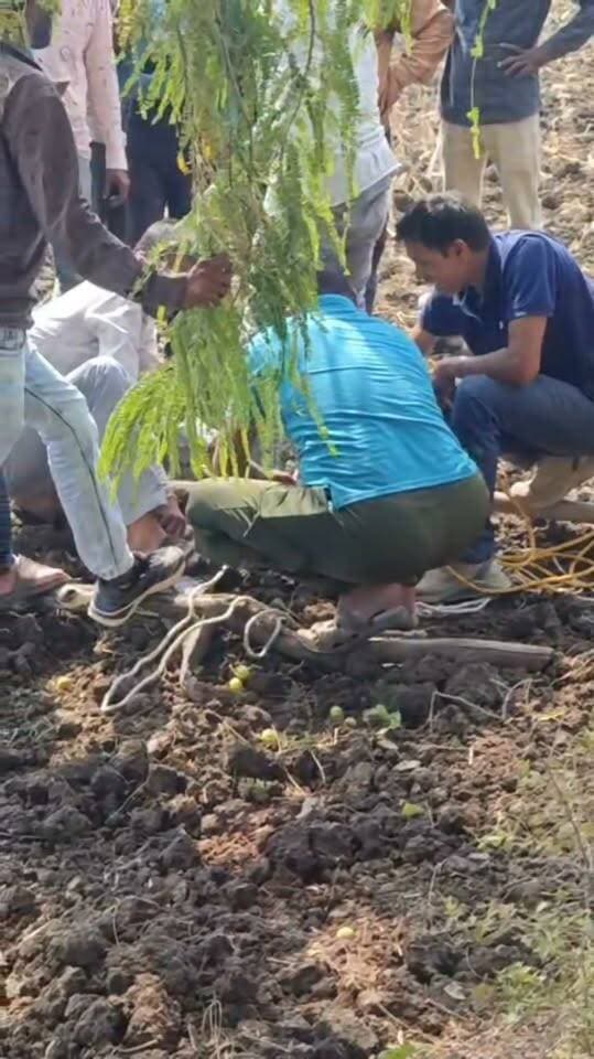 🚨 गरोठ-शामगढ़ रोड पर खेत में दिखा मगरमच्छ, वन विभाग की टीम ने किया रेस्क्यू! 🐊
गरोठ-शामगढ़ रोड स्थित चेतन वर्मा के खेत पर मगरमच्छ दिखाई देने से क्षेत्र में हलचल मच गई। सूचना मिलने पर वन विभाग की टीम मौके पर पहुंची और मगरमच्छ का सुरक्षित रेस्क्यू किया।
#गरोठ #शामगढ़ #वनविभाग